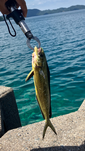 シイラの釣果