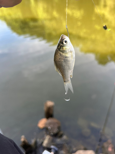 フナの釣果