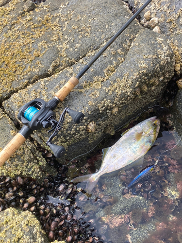 ショゴの釣果