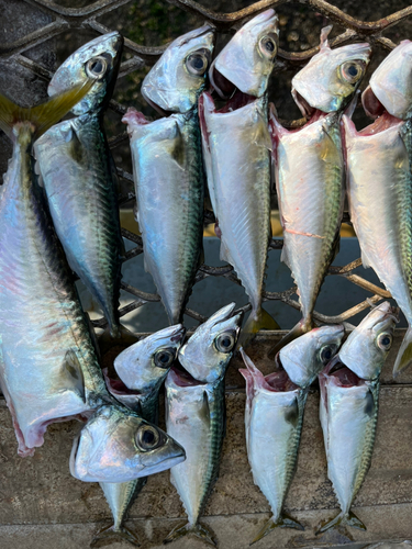 サバの釣果