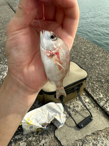 タイの釣果