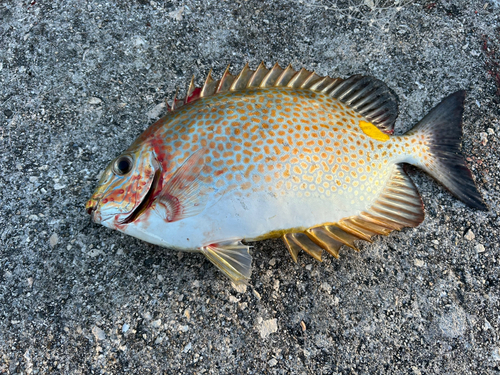 カーエーの釣果