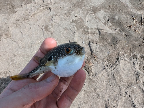 クサフグの釣果