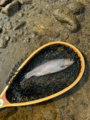 アメマスの釣果