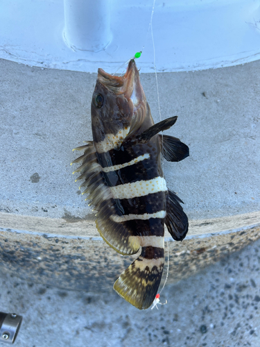 マハタの釣果