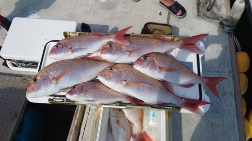 マダイの釣果