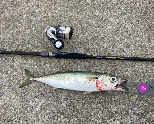 サバの釣果