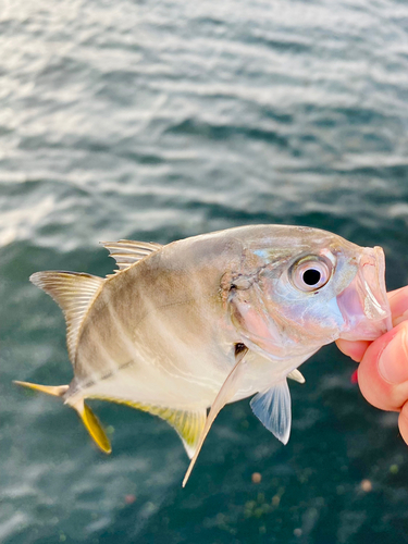 メッキの釣果