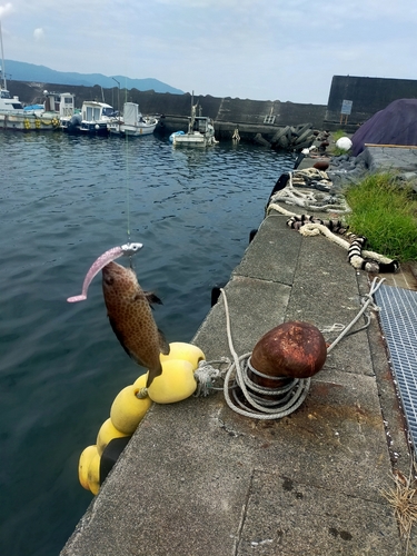 オオモンハタの釣果