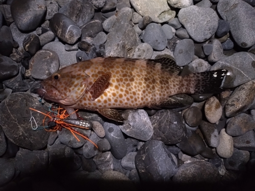 オオモンハタの釣果