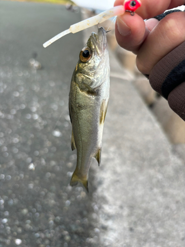 セイゴ（マルスズキ）の釣果