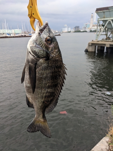 釣果