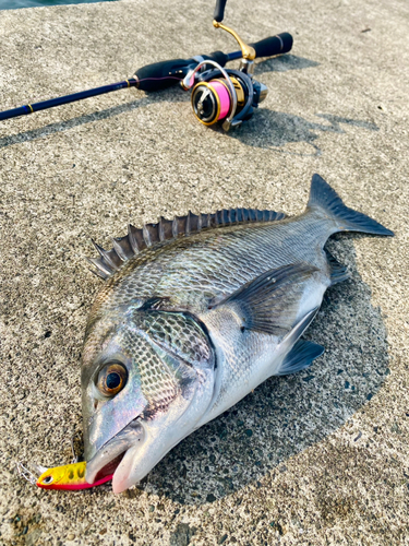 クロダイの釣果