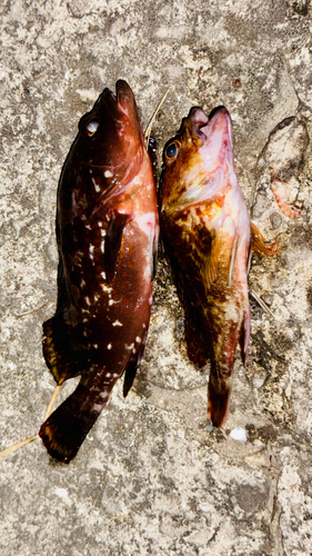 アコウの釣果