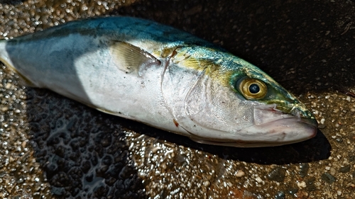 イナダの釣果