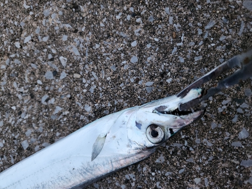 タチウオの釣果