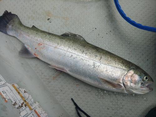 ニジマスの釣果