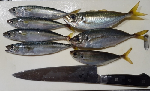 アジの釣果