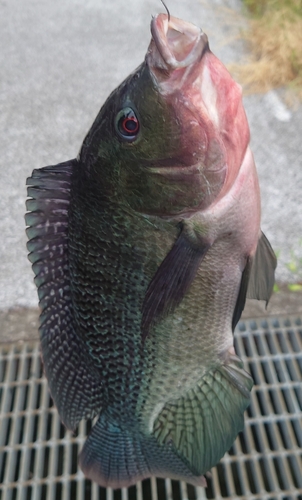 ナイルティラピアの釣果