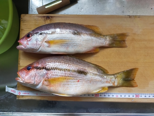 ヨコスジフエダイの釣果