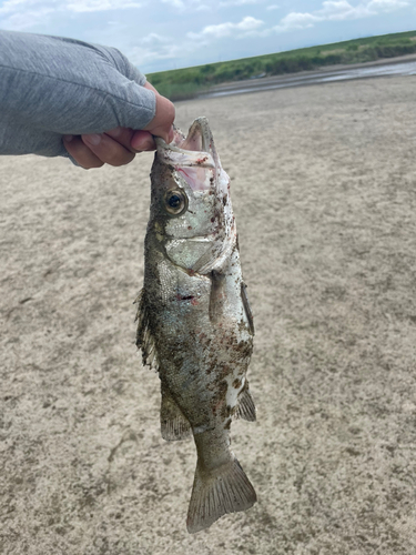 マハゼの釣果