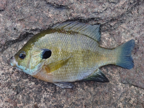 ブルーギルの釣果