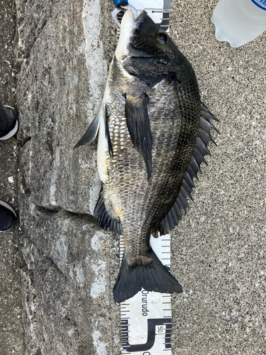 クロダイの釣果