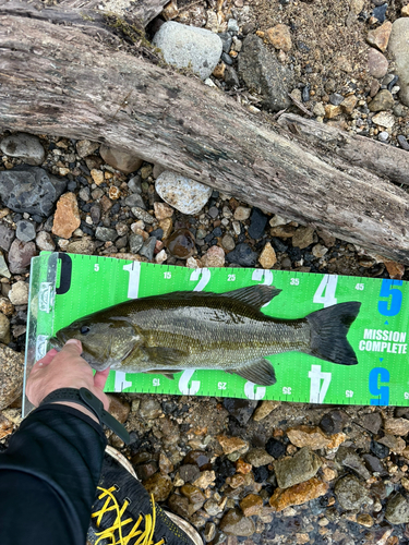 スモールマウスバスの釣果