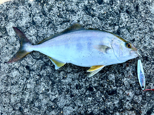 カンパチの釣果