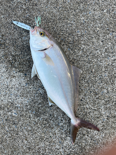 ショゴの釣果