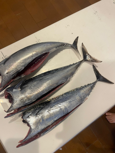 マルソウダの釣果