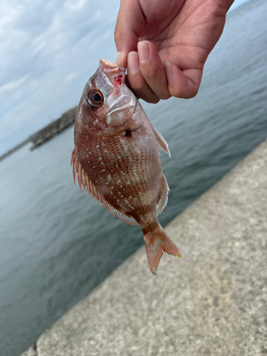 タイの釣果