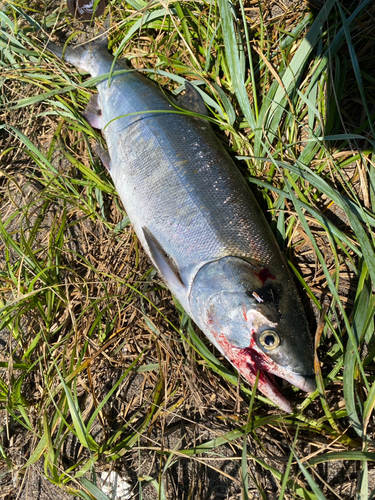 アキアジの釣果