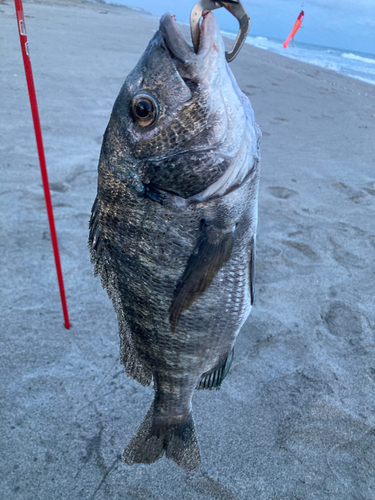 キビレの釣果