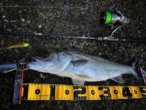 シーバスの釣果