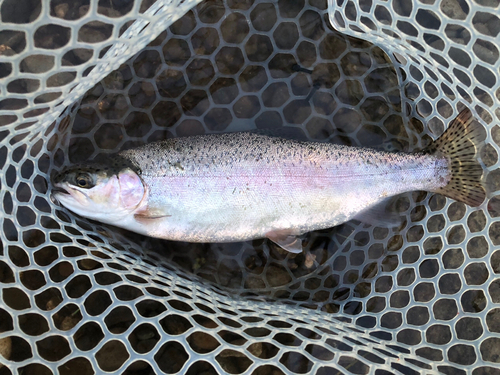 ニジマスの釣果