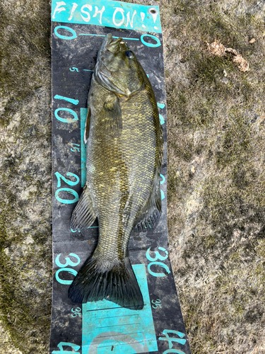 スモールマウスバスの釣果