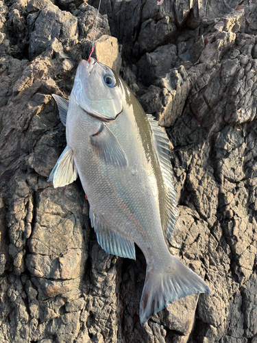 クチブトグレの釣果