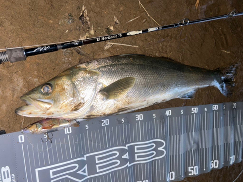 シーバスの釣果