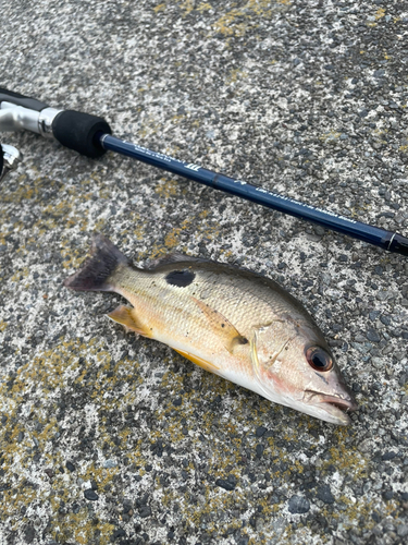 クロホシフエダイの釣果