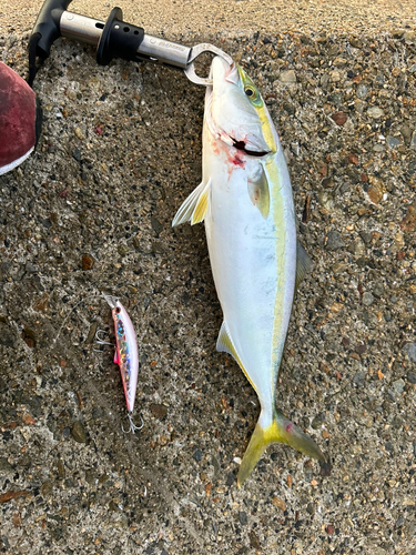 ツバスの釣果