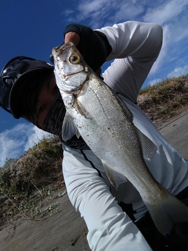 セイゴ（ヒラスズキ）の釣果