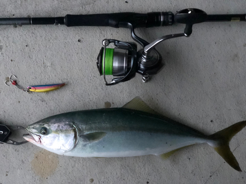 ワカシの釣果