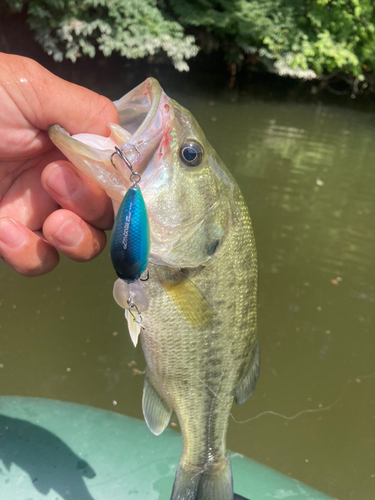 ラージマウスバスの釣果