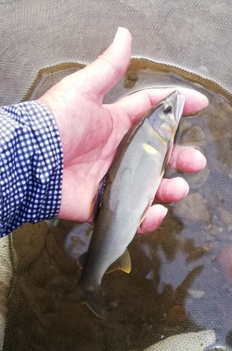 アユの釣果