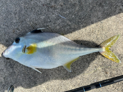 ギマの釣果