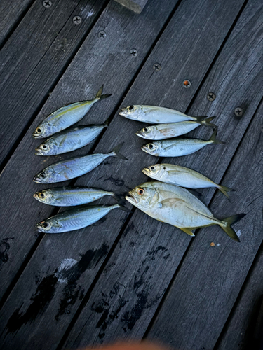 アジの釣果