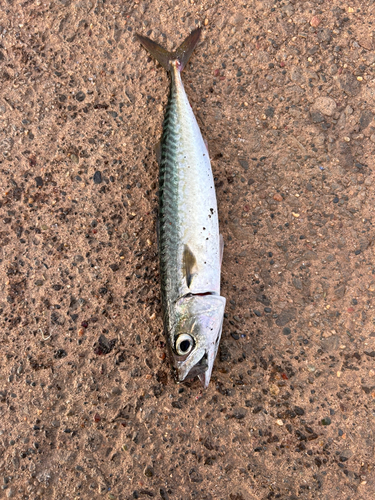 サバの釣果