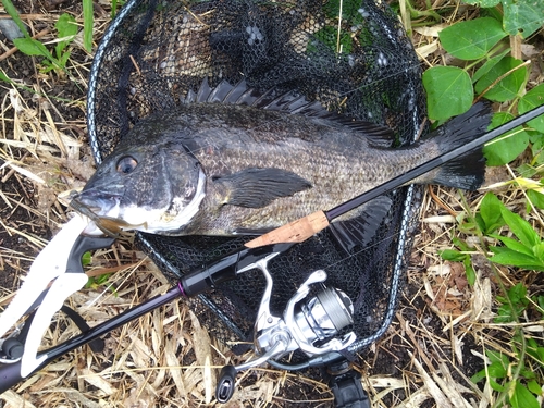 チヌの釣果