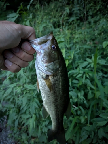 ブラックバスの釣果